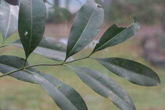 Imagem de Anthocarapa nitidula (Benth.) Pennington ex D. J. Mabberley