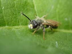 Image de Andrena chrysosceles (Kirby 1802)