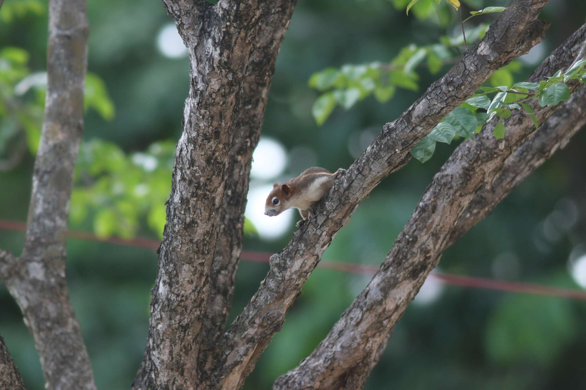 Image of Callosciurus finlaysonii bocourti (Milne-Edwards 1867)