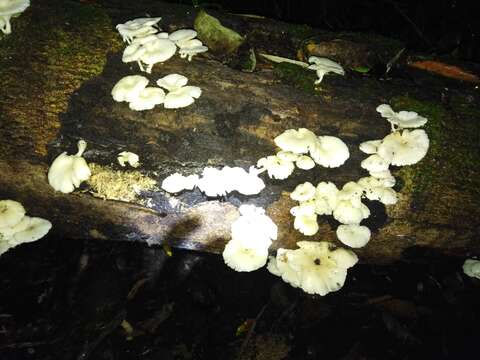 Image de Pleurotus albidus (Berk.) Pegler 1983