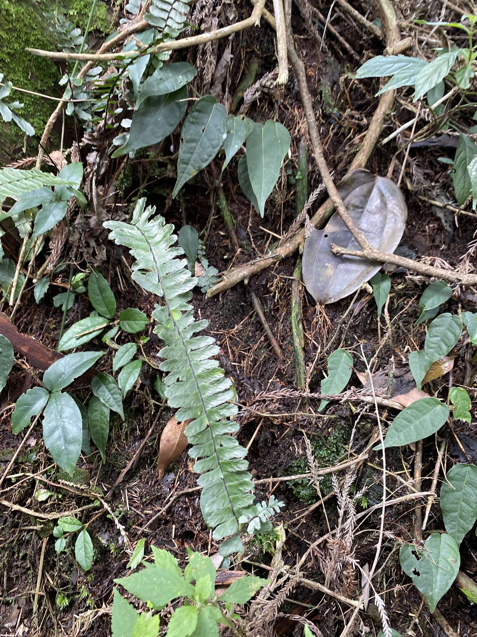 Image de Asplenium normale D. Don