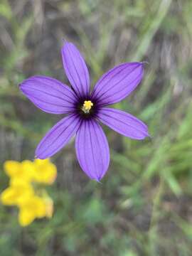 Image of Hitchcock's Blue-Eyed-Grass