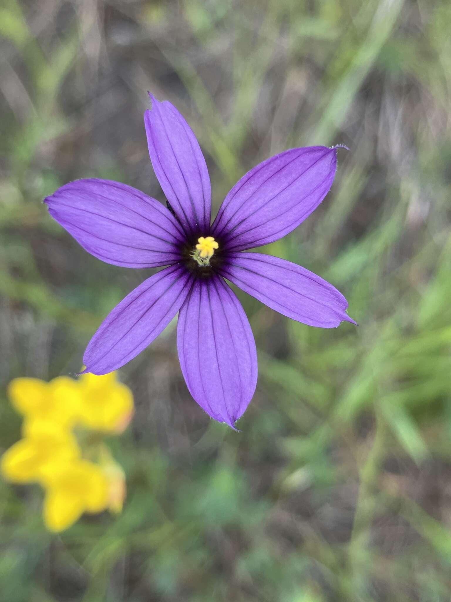 Sisyrinchium hitchcockii Douglass M. Hend.的圖片