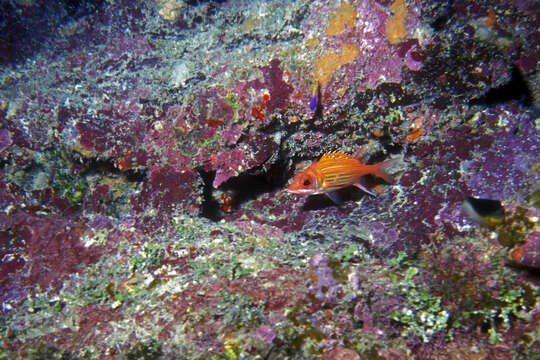 Image of Longjaw Squirrelfish