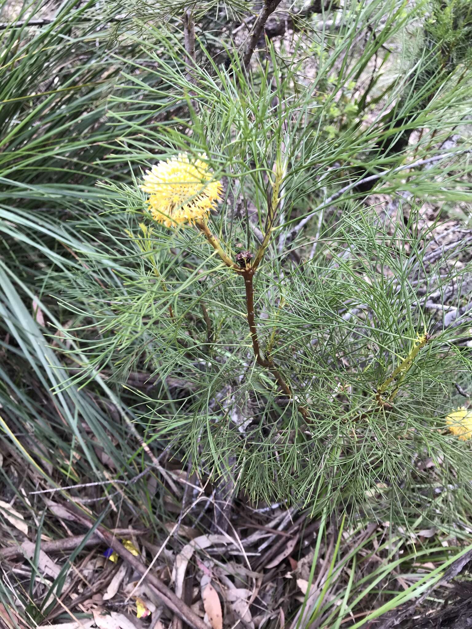 Image of Isopogon anethifolius (Salisb.) Knight