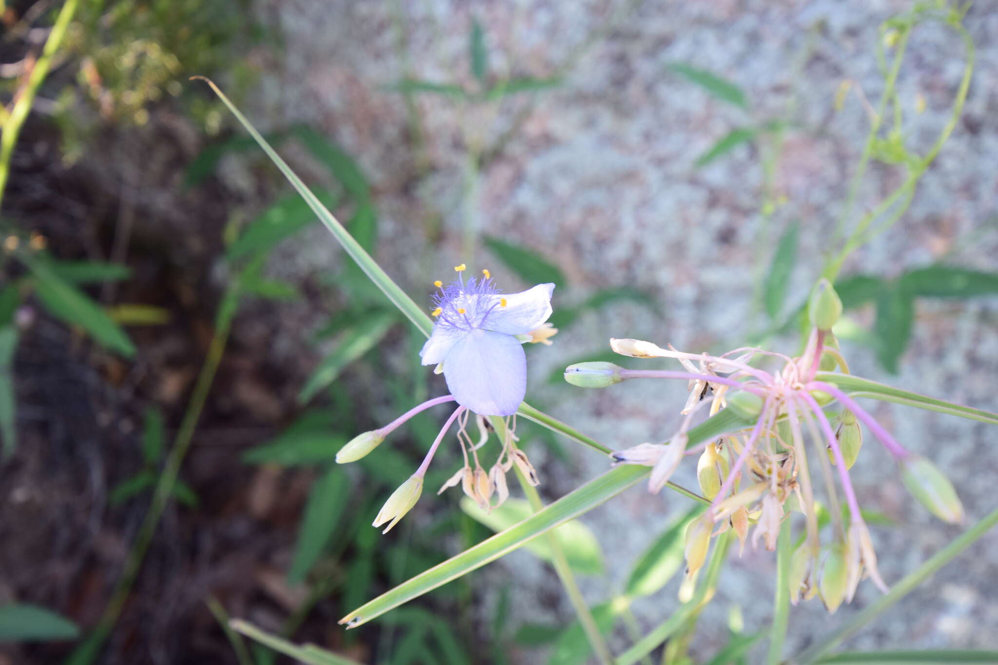 Image de Tradescantia occidentalis var. scopulorum (Rose) E. S. Anderson & Woodson