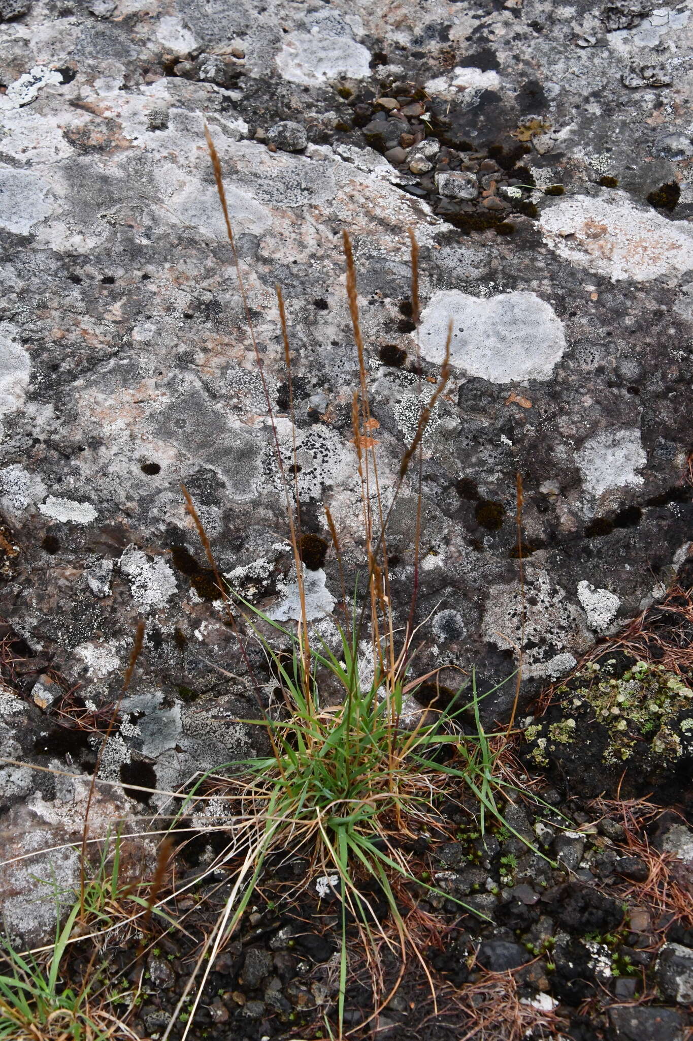 Image of Trisetum subalpestre (Hartm.) Neuman