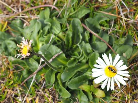 Image of Bellis pappulosa Boiss. & Reut. ex DC.