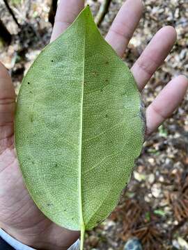 Image of Stauntonia hexaphylla (Thunb.) Decne.