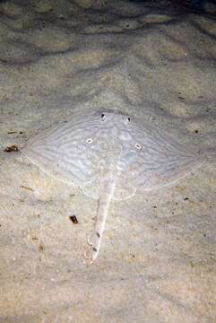 Image of Rough Ray