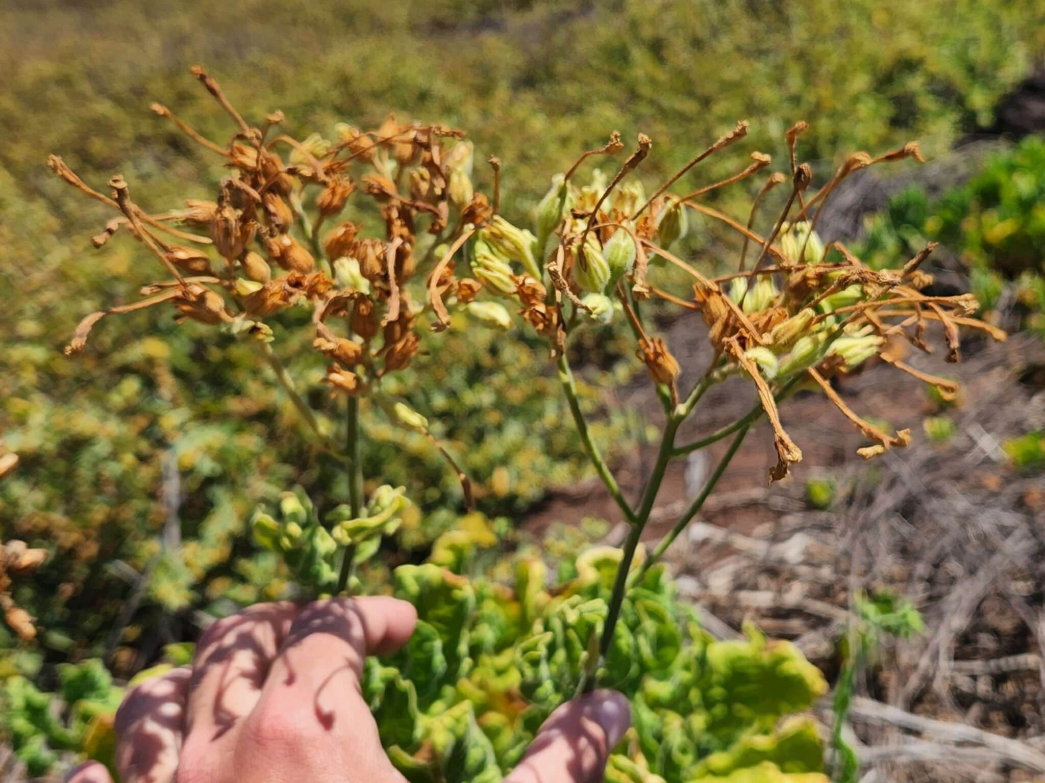 Nicotiana stocktonii Brandegee的圖片