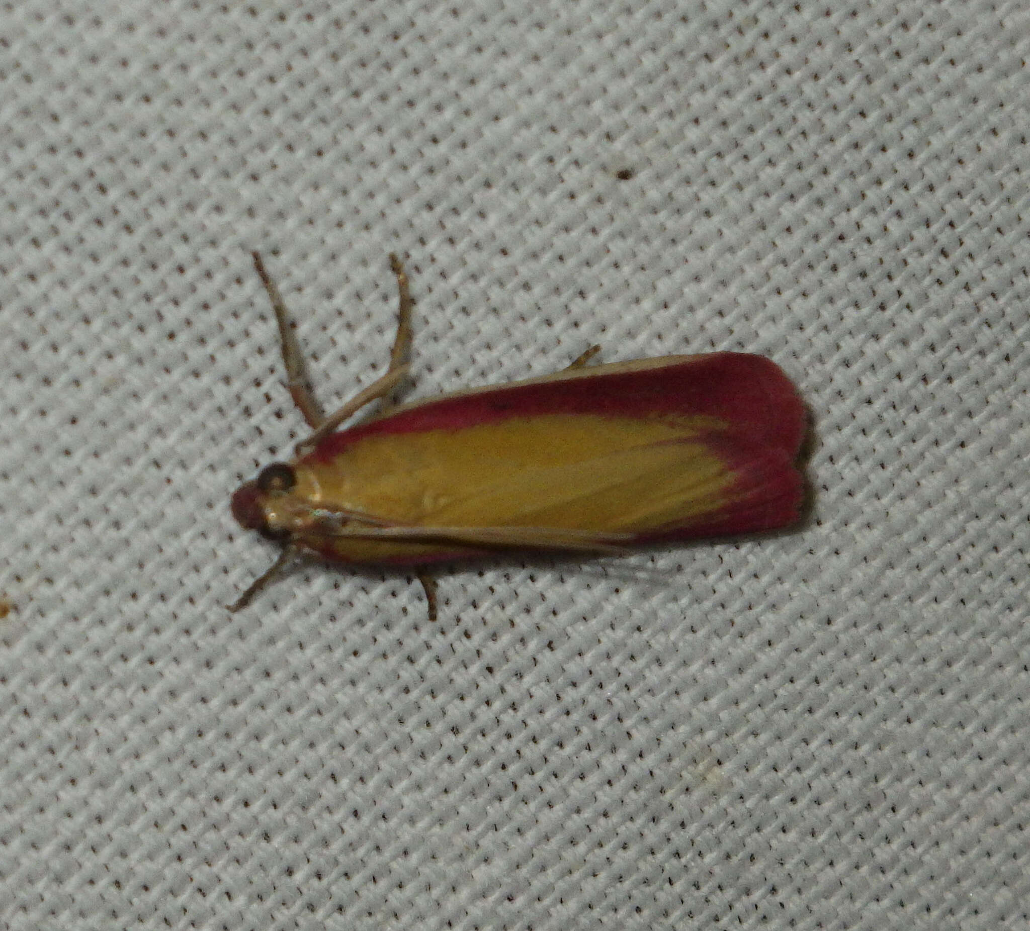 Image of Oncocera