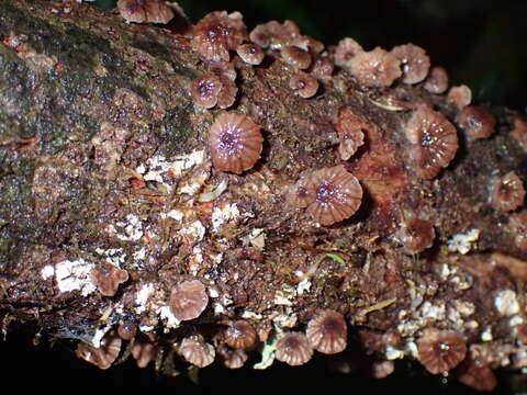 Imagem de Gymnopus imbricatus J. A. Cooper & P. Leonard 2013