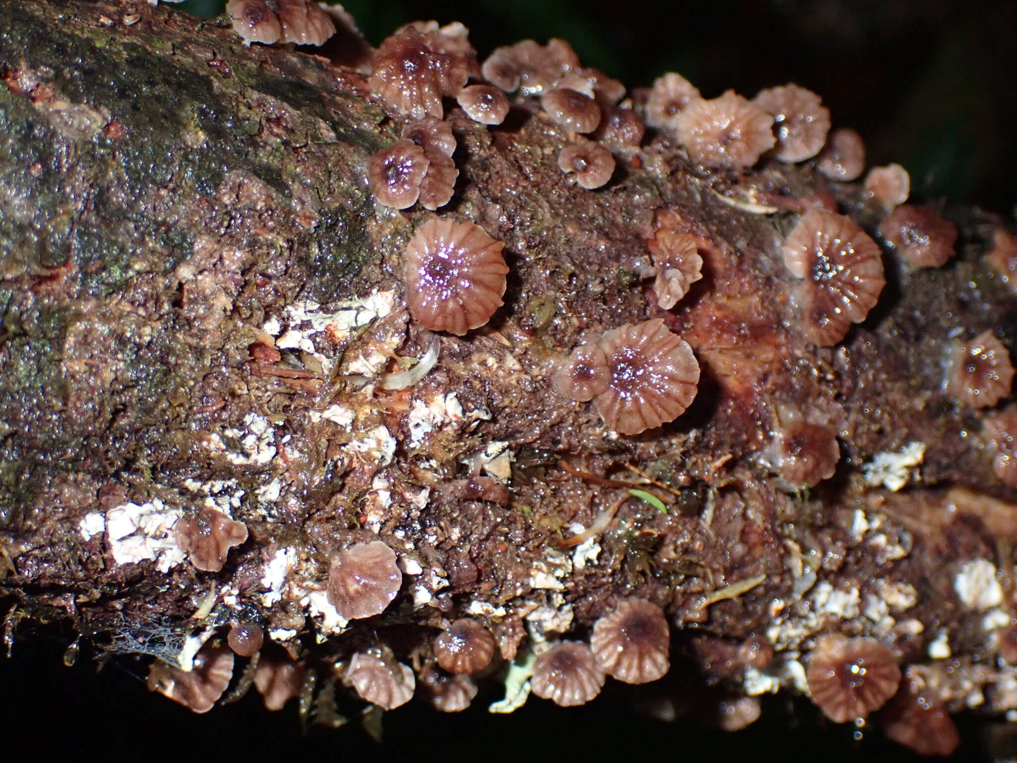 Image of Gymnopus imbricatus J. A. Cooper & P. Leonard 2013