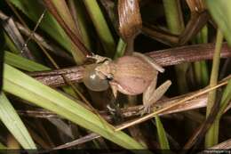 Image of Javelin Frog