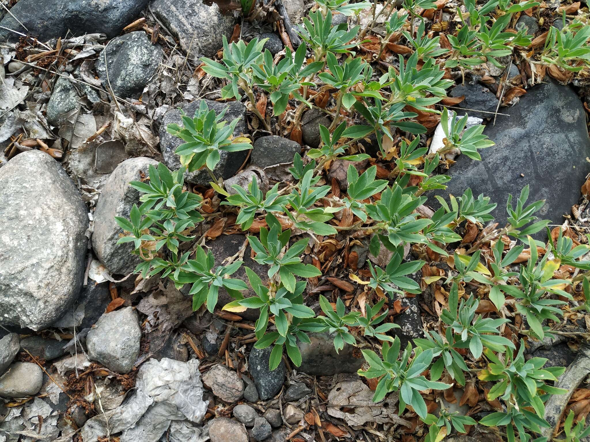 Слика од Trifolium eximium DC.