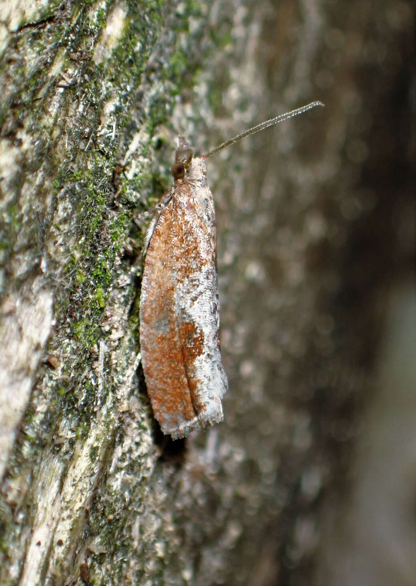 Image of Epinotia septemberana Kearfott 1907