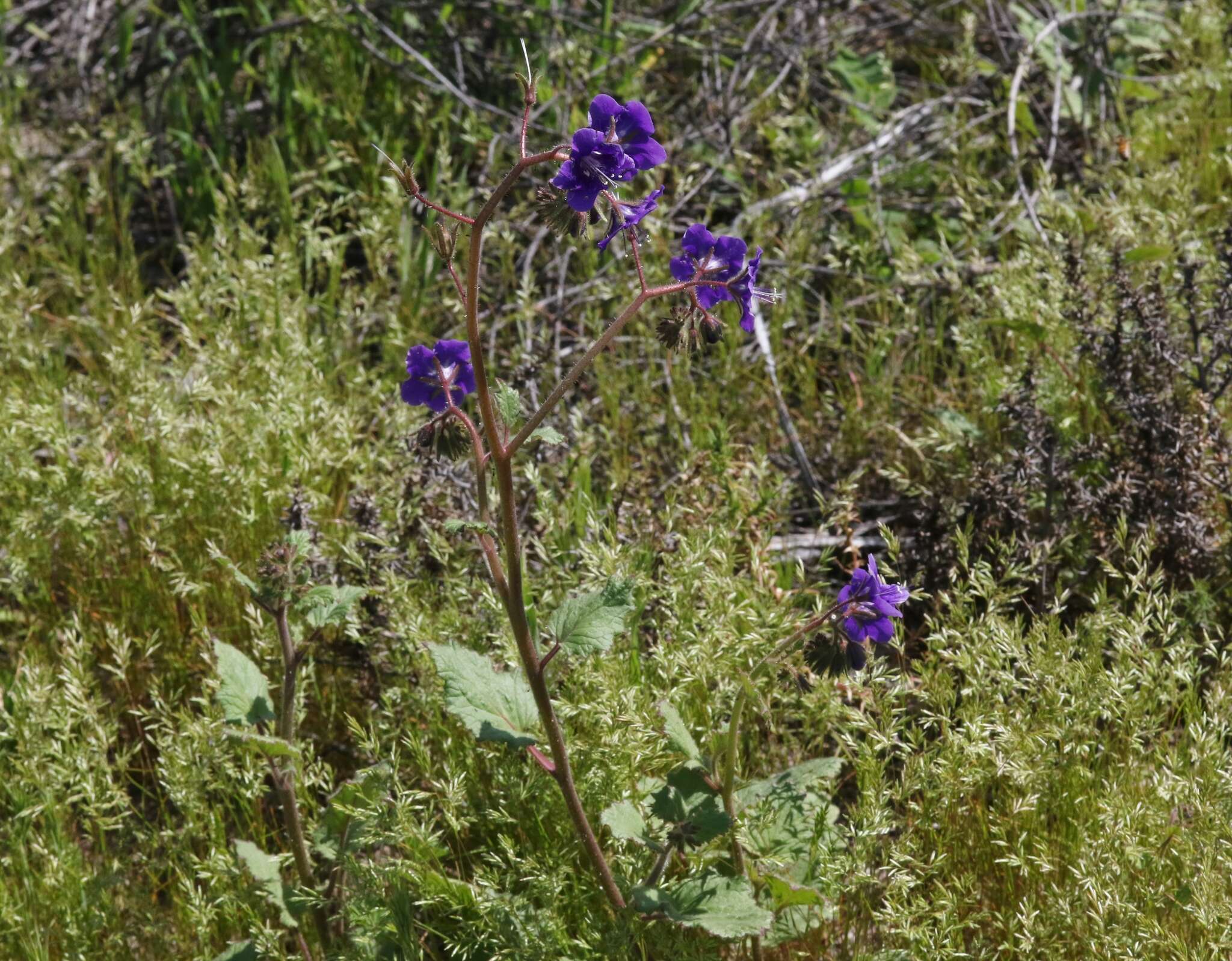 Image of Parry's phacelia