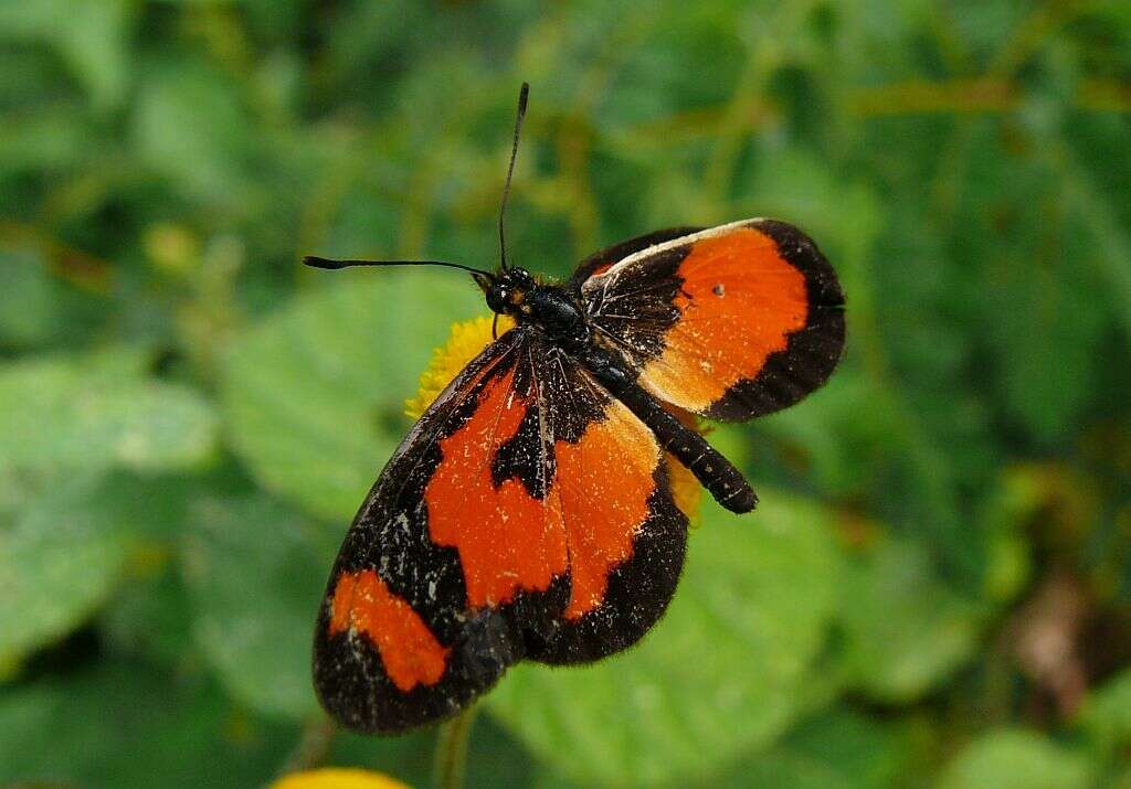 Image of Acraea bonasia Fabricius 1775