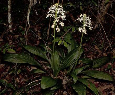 Image of Christmas orchid