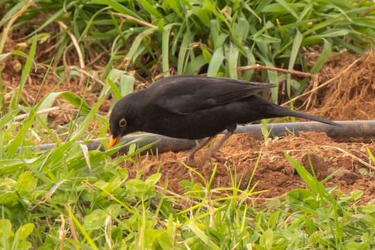 Plancia ëd Turdus merula cabrerae Hartert 1901