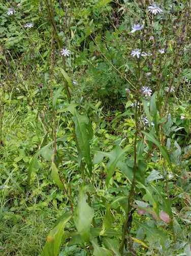 Image of woodland lettuce