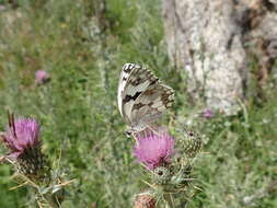 Plancia ëd Melanargia lachesis Hübner 1790