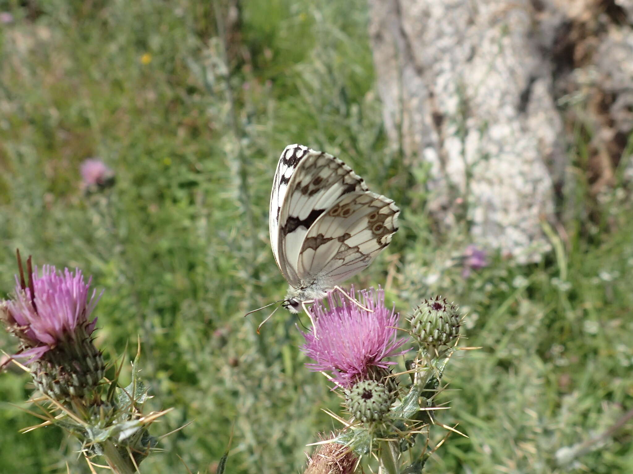 Imagem de Melanargia lachesis Hübner 1790