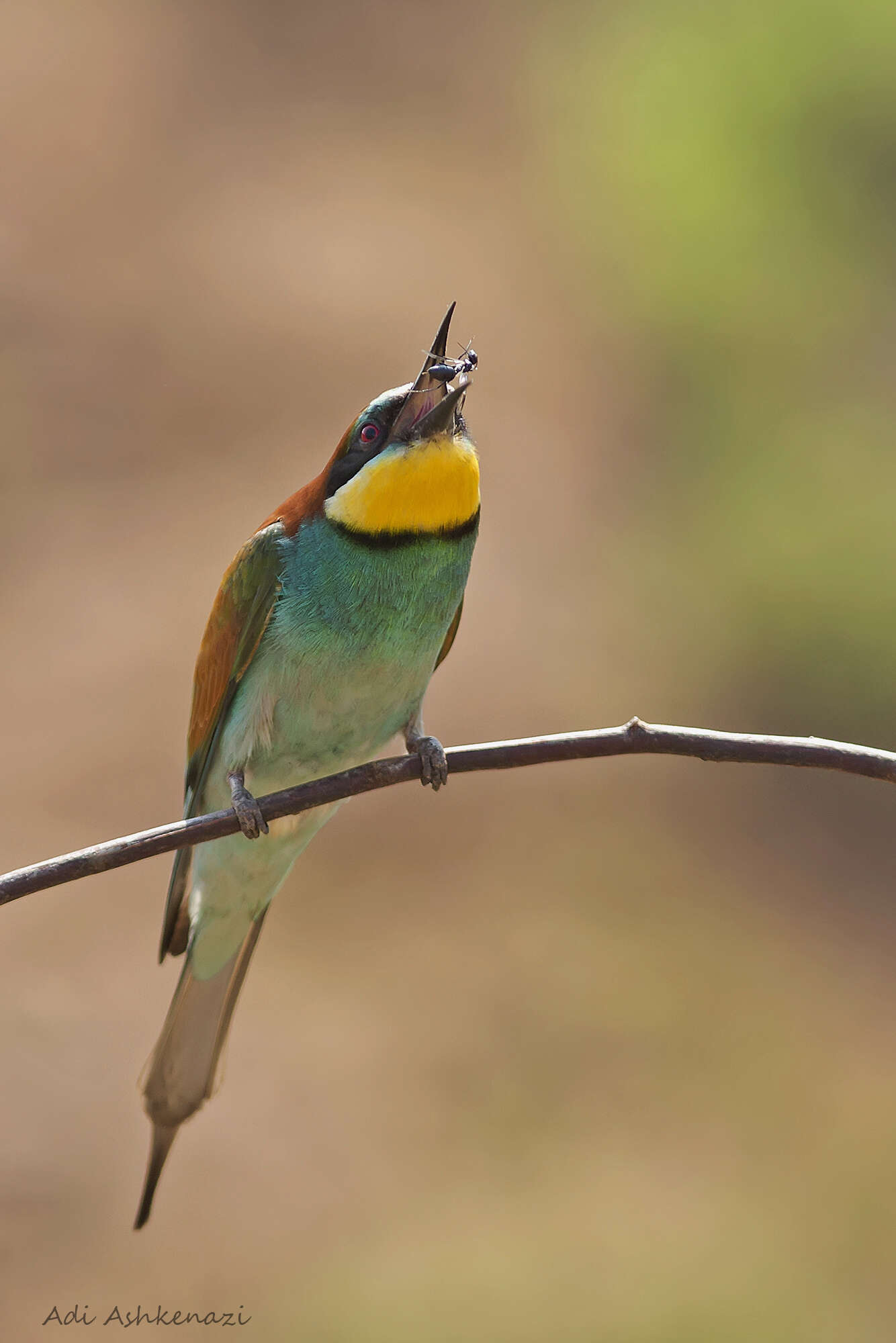 Plancia ëd Merops apiaster Linnaeus 1758