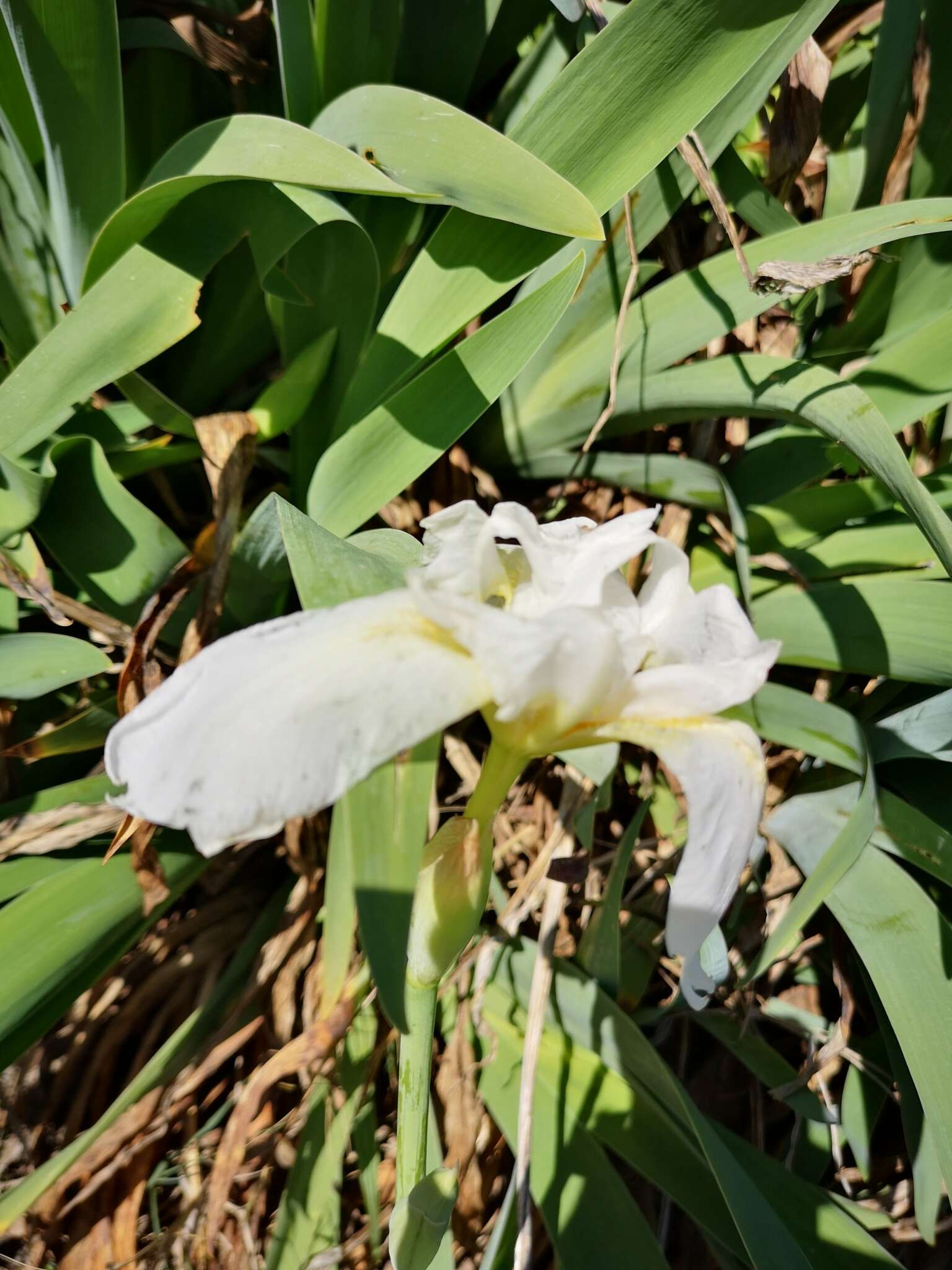 Plancia ëd Iris albicans Lange