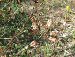 Image of Veratrum maackii Regel