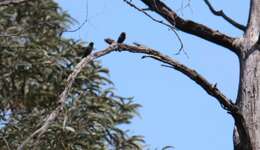 Image of Little Woodswallow