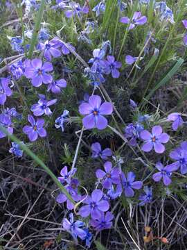 Image of Phlox caespitosa subsp. caespitosa