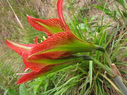 Слика од Hippeastrum glaucescens (Mart. ex Schult. & Schult. fil.) Herb.