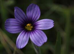 Image of western blue-eyed grass