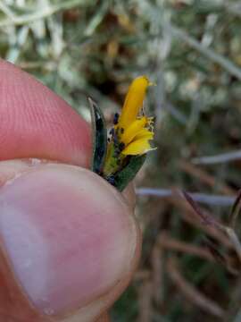 Image of Genista ferox Poir.