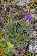 Image de Oxytropis czukotica Jurtzev