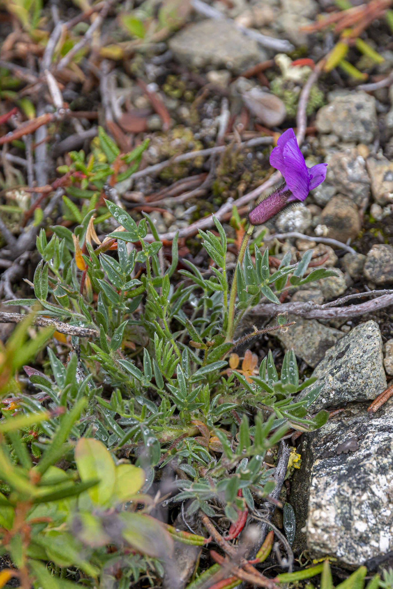 Image de Oxytropis czukotica Jurtzev