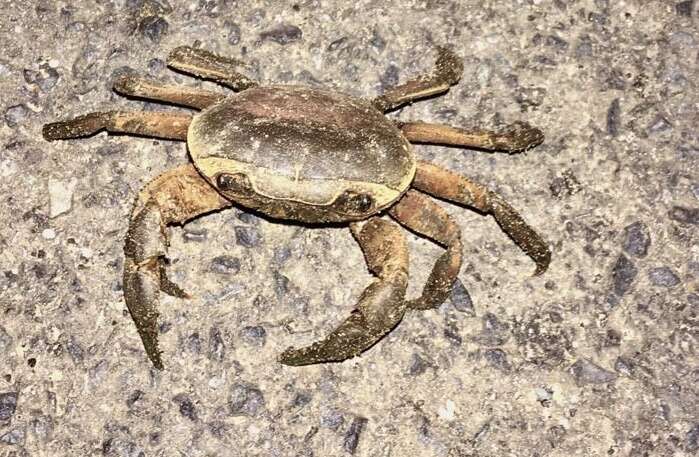 Image of Cape River Crab