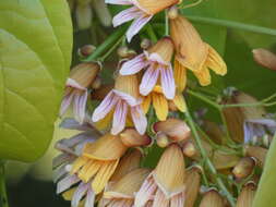 Image of Bignonia hyacinthina (Standl.) L. G. Lohmann