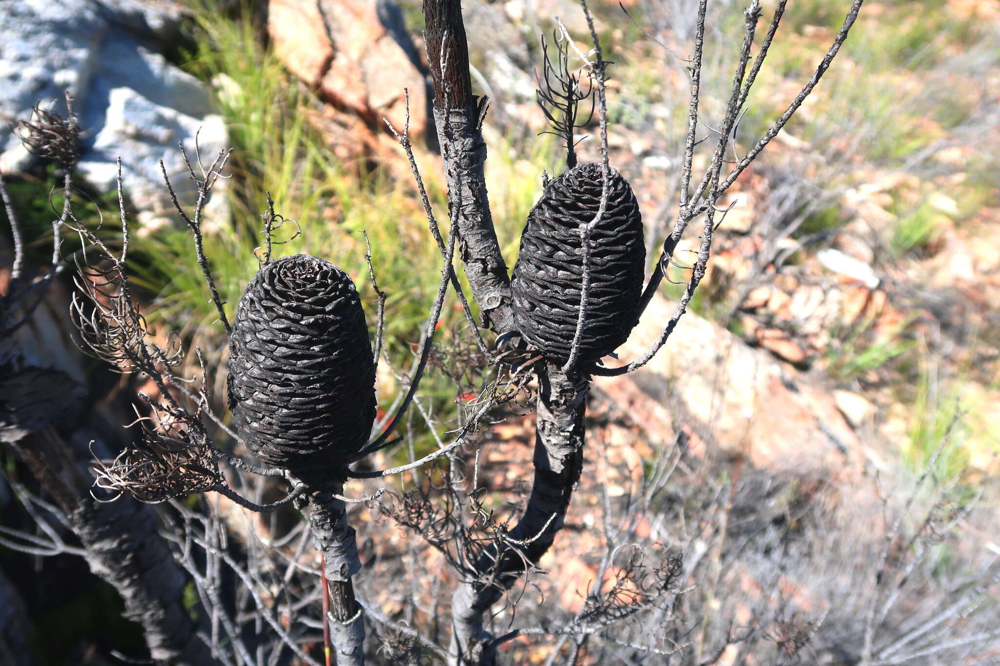 Plancia ëd Leucadendron comosum subsp. comosum