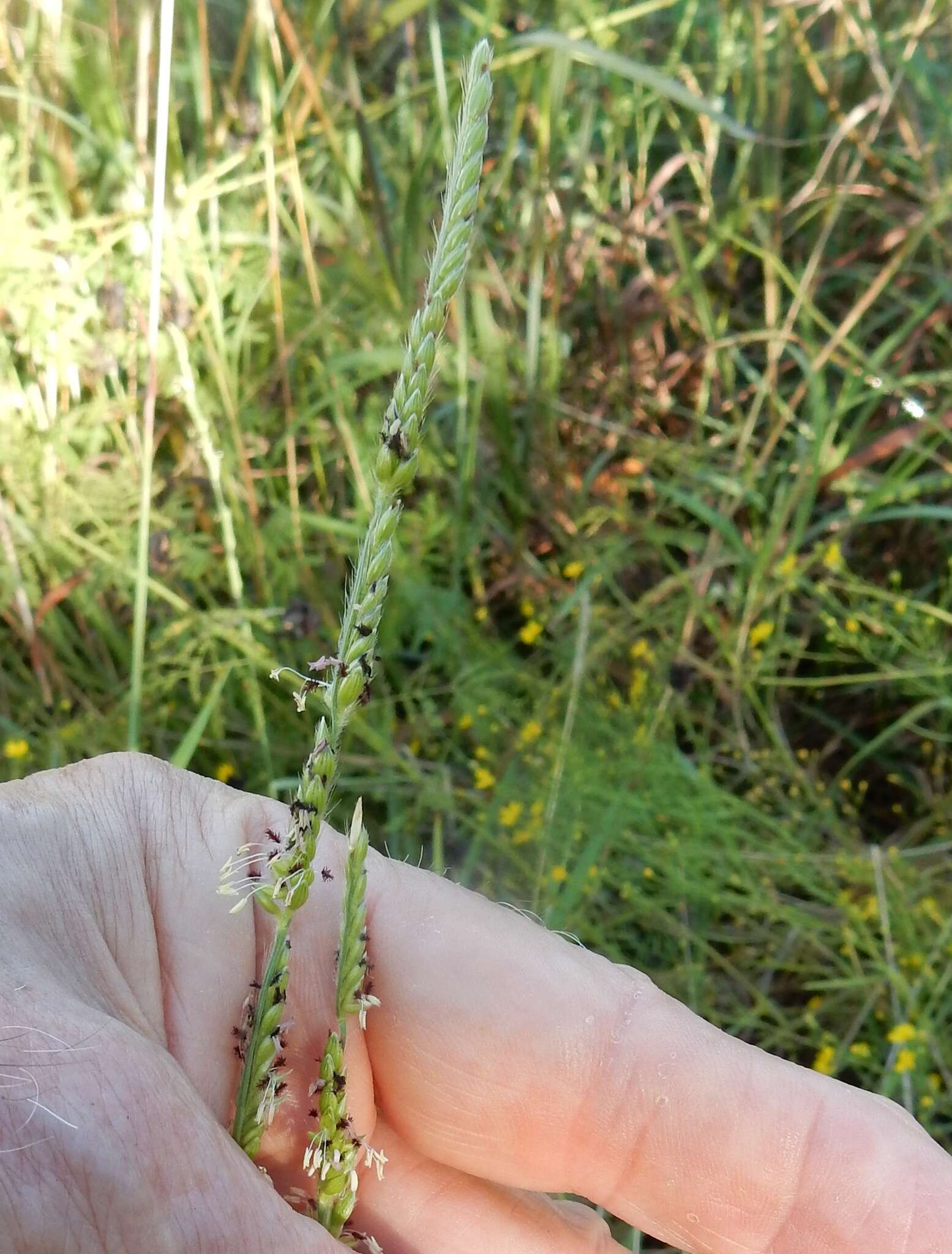 Sivun Eriochloa sericea (Scheele) Munro ex Vasey kuva