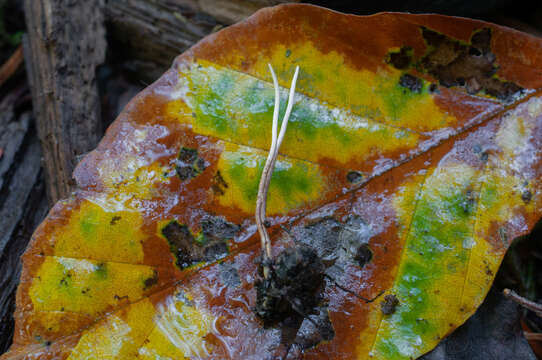 Imagem de Ophiocordyceps ditmarii (Quél.) G. H. Sung, J. M. Sung, Hywel-Jones & Spatafora 2007