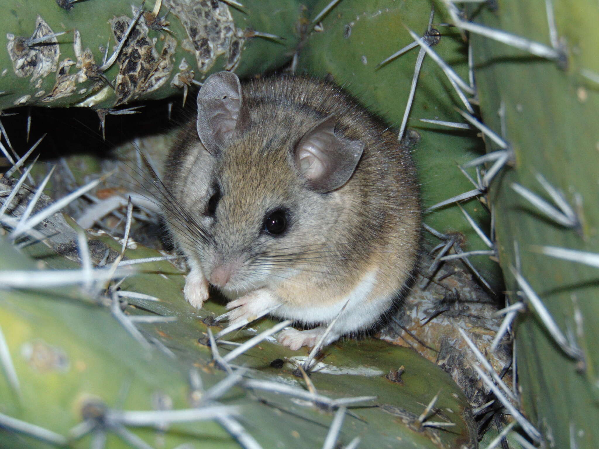 Imagem de Peromyscus melanophrys (Coues 1874)