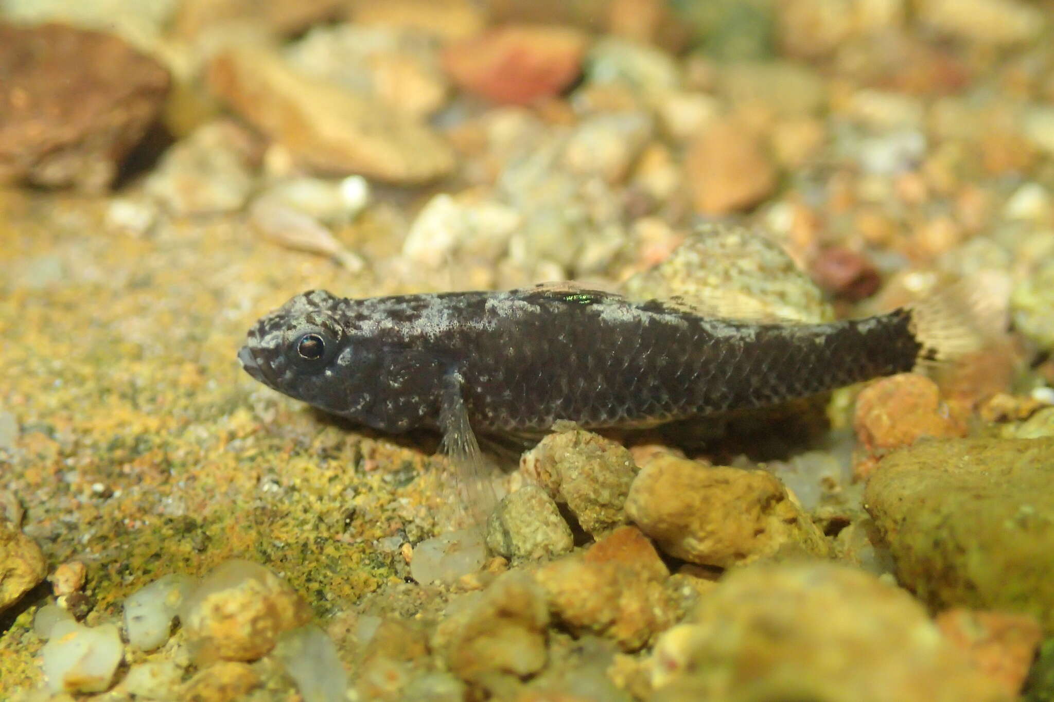 Image of Bigmouth Goby