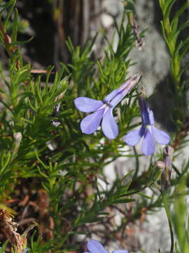 Image of Pine-leaf Lobelia