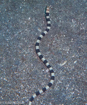 Image of Napoleon snake eel