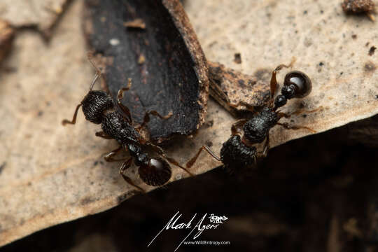 Image of Tetramorium confusum Bolton 1977