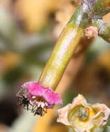 Image of Adromischus filicaulis subsp. marlothii (Schönl.) Tölken