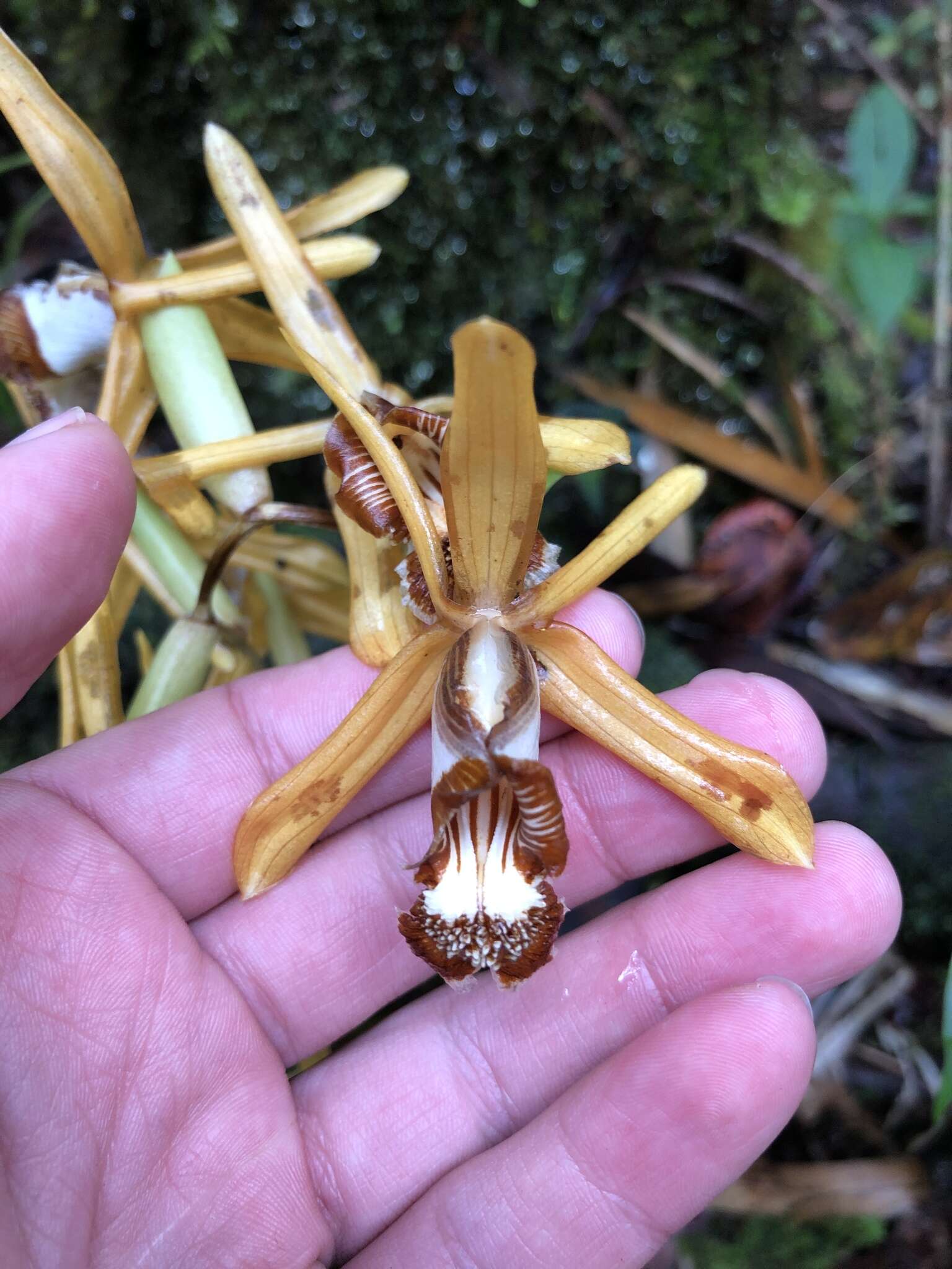 Image of Coelogyne radioferens Ames & C. Schweinf.